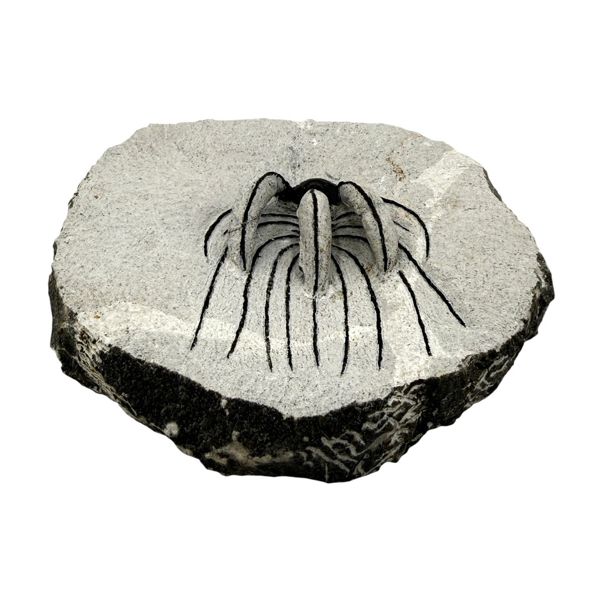 Spiny Heliopeltis Trilobite