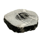 Spiny Heliopeltis Trilobite