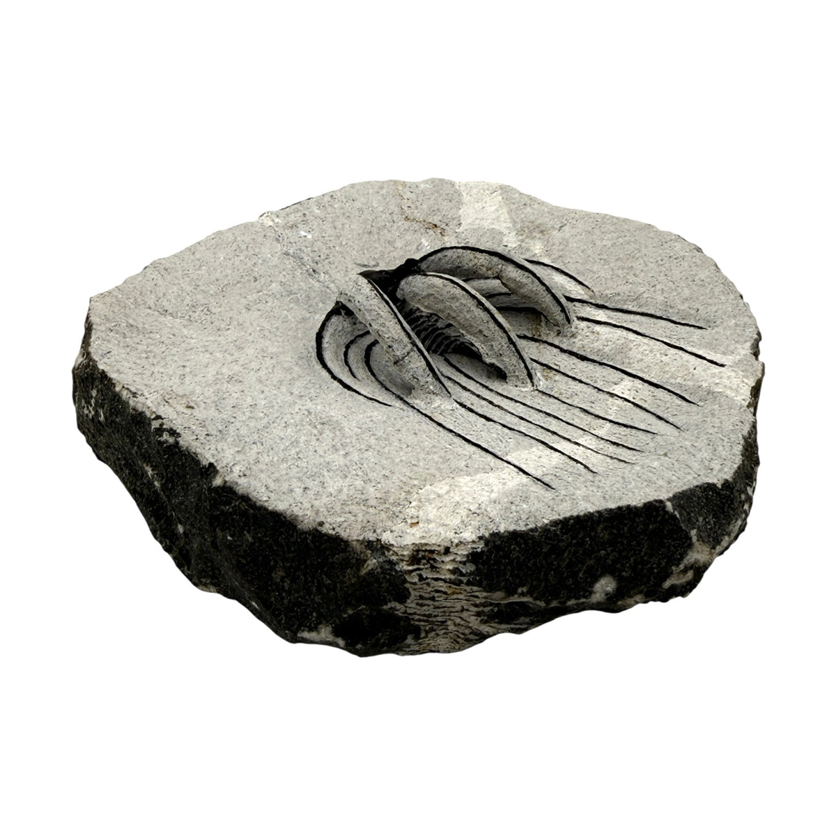 Spiny Heliopeltis Trilobite