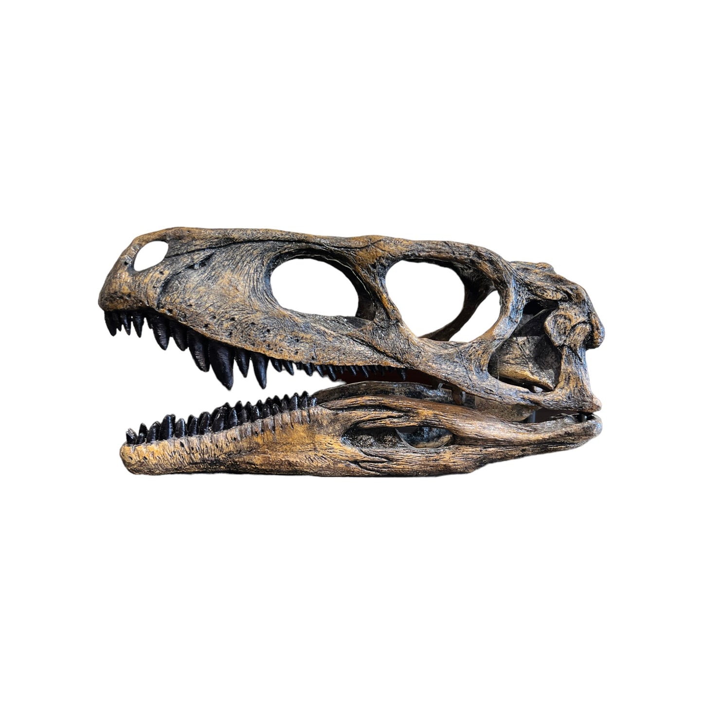 Skull Replica (Herrerasaurus)