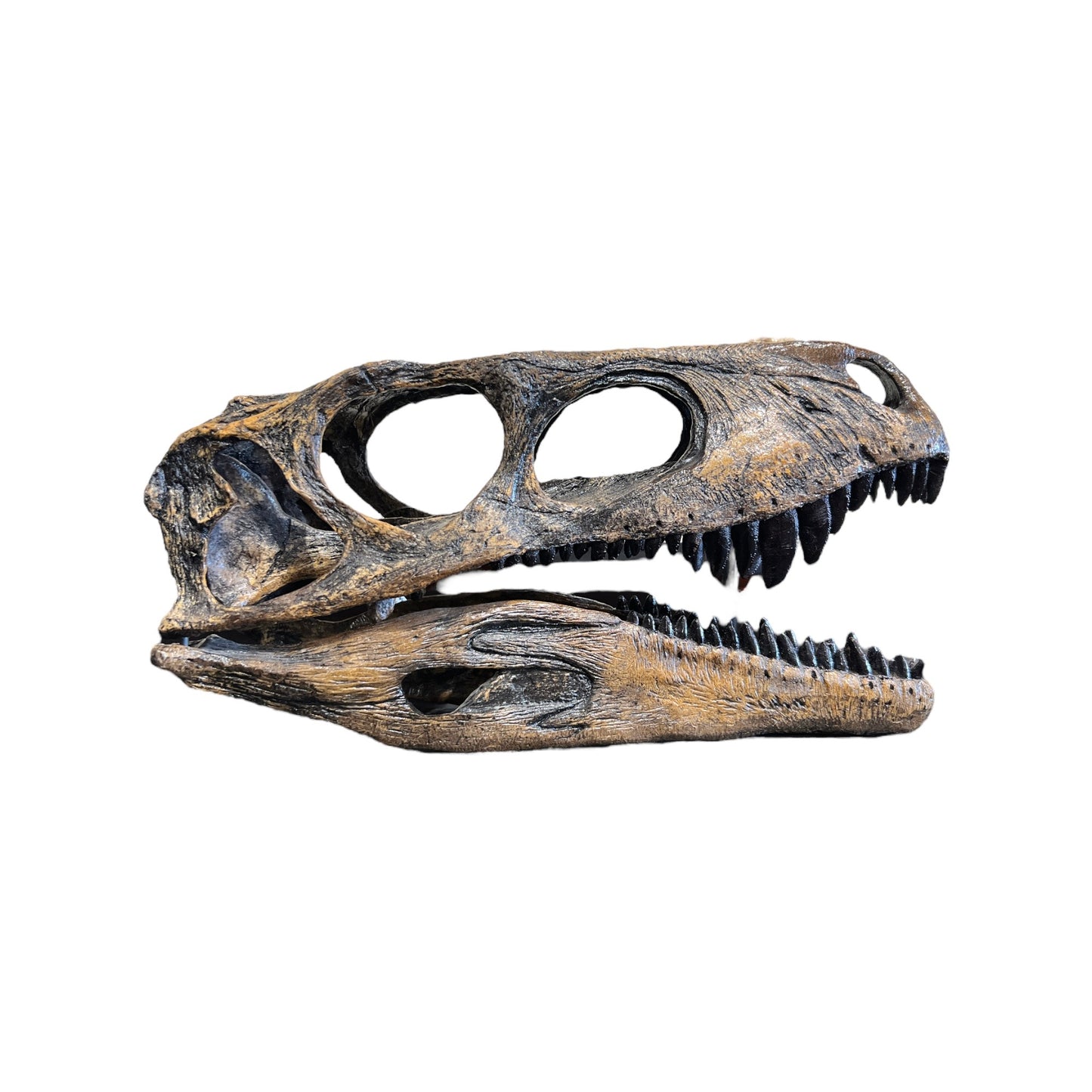 Skull Replica (Herrerasaurus)