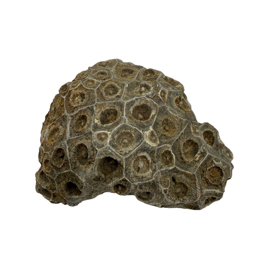 Hexagonaria Coral Fossil