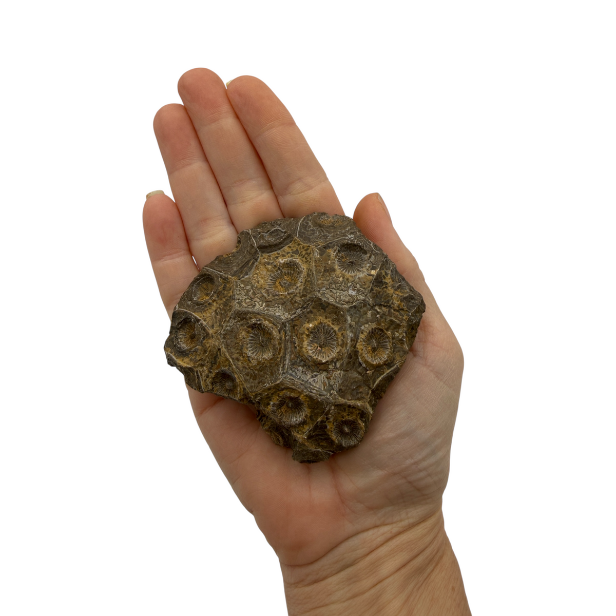 Hexagonaria Coral Fossil