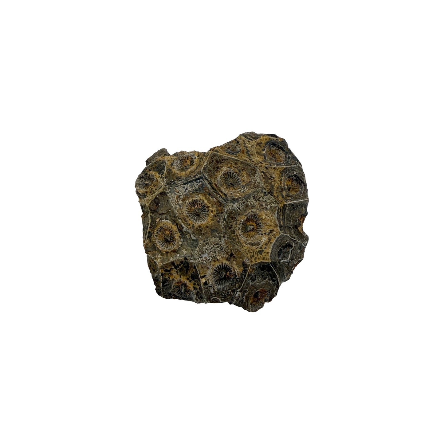 Hexagonaria Coral Fossil