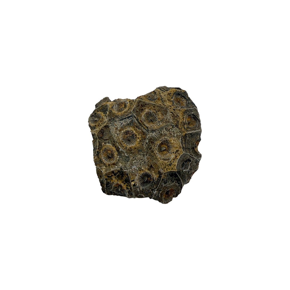 Hexagonaria Coral Fossil