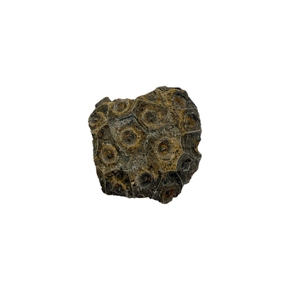 Hexagonaria Coral Fossil