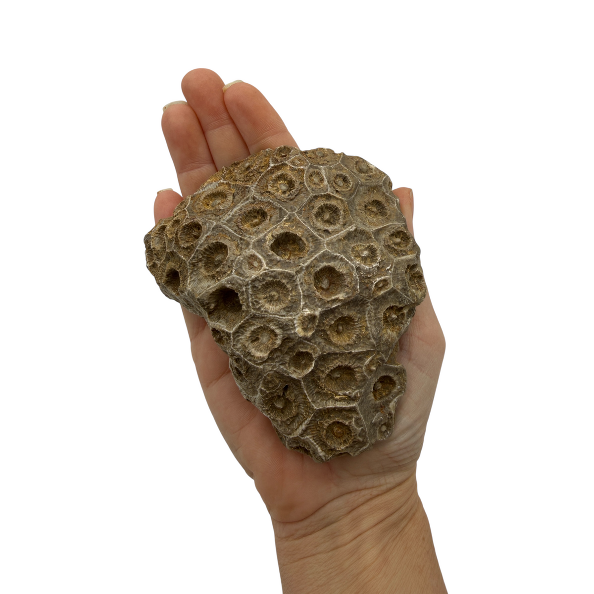 Hexagonaria Coral Fossil