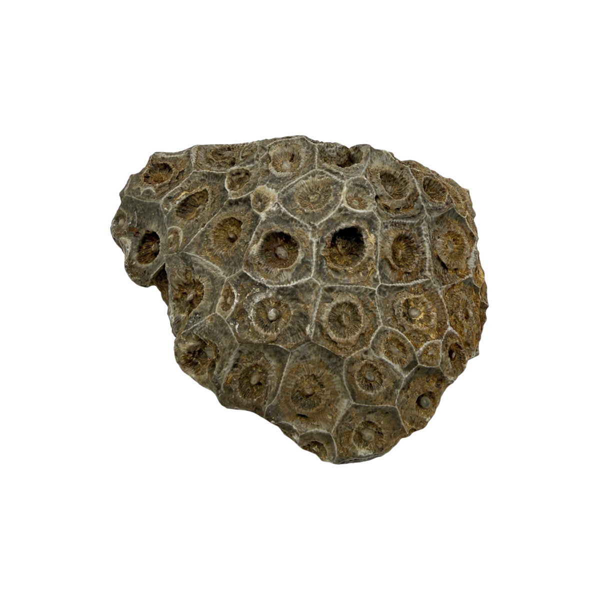 Hexagonaria Coral Fossil