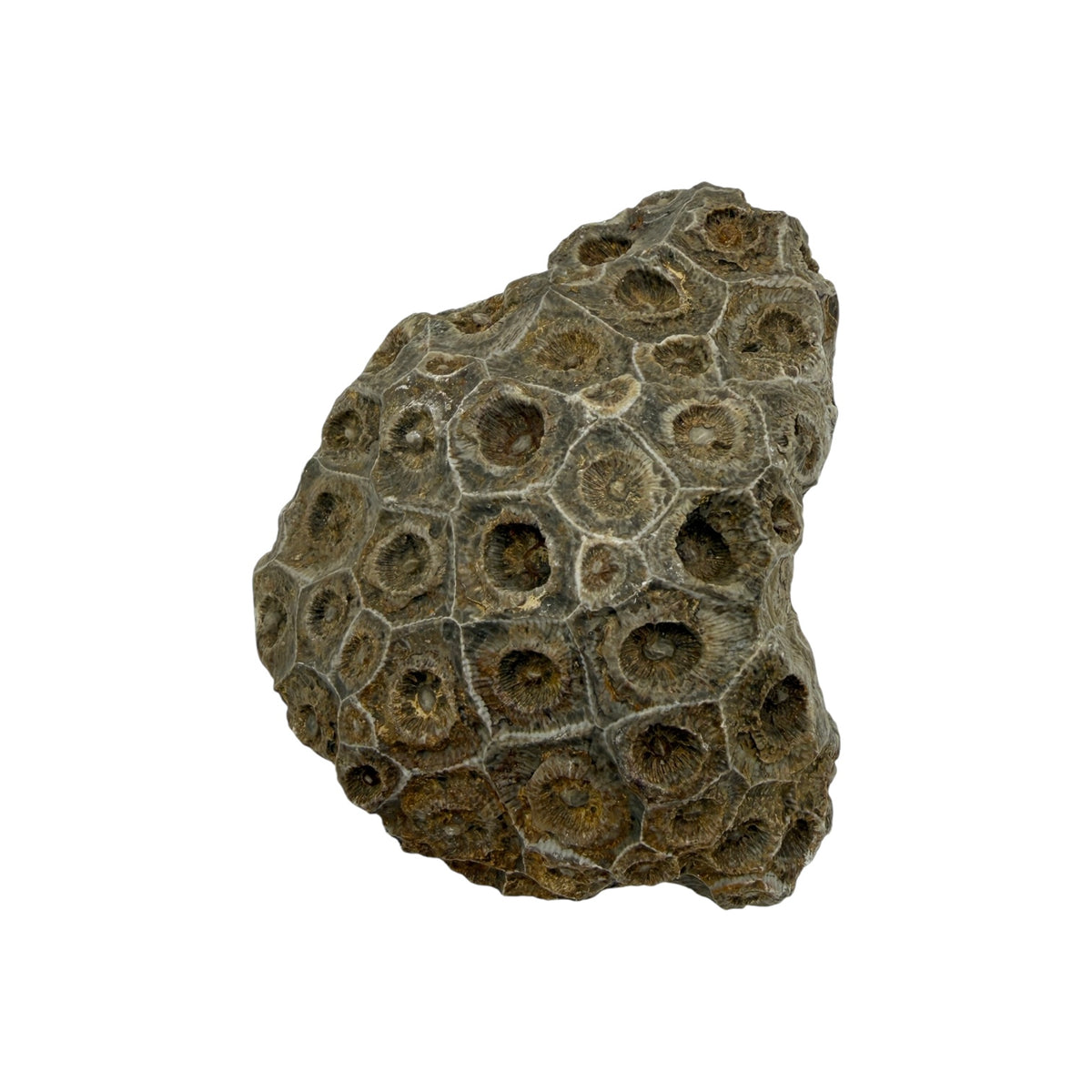 Hexagonaria Coral Fossil