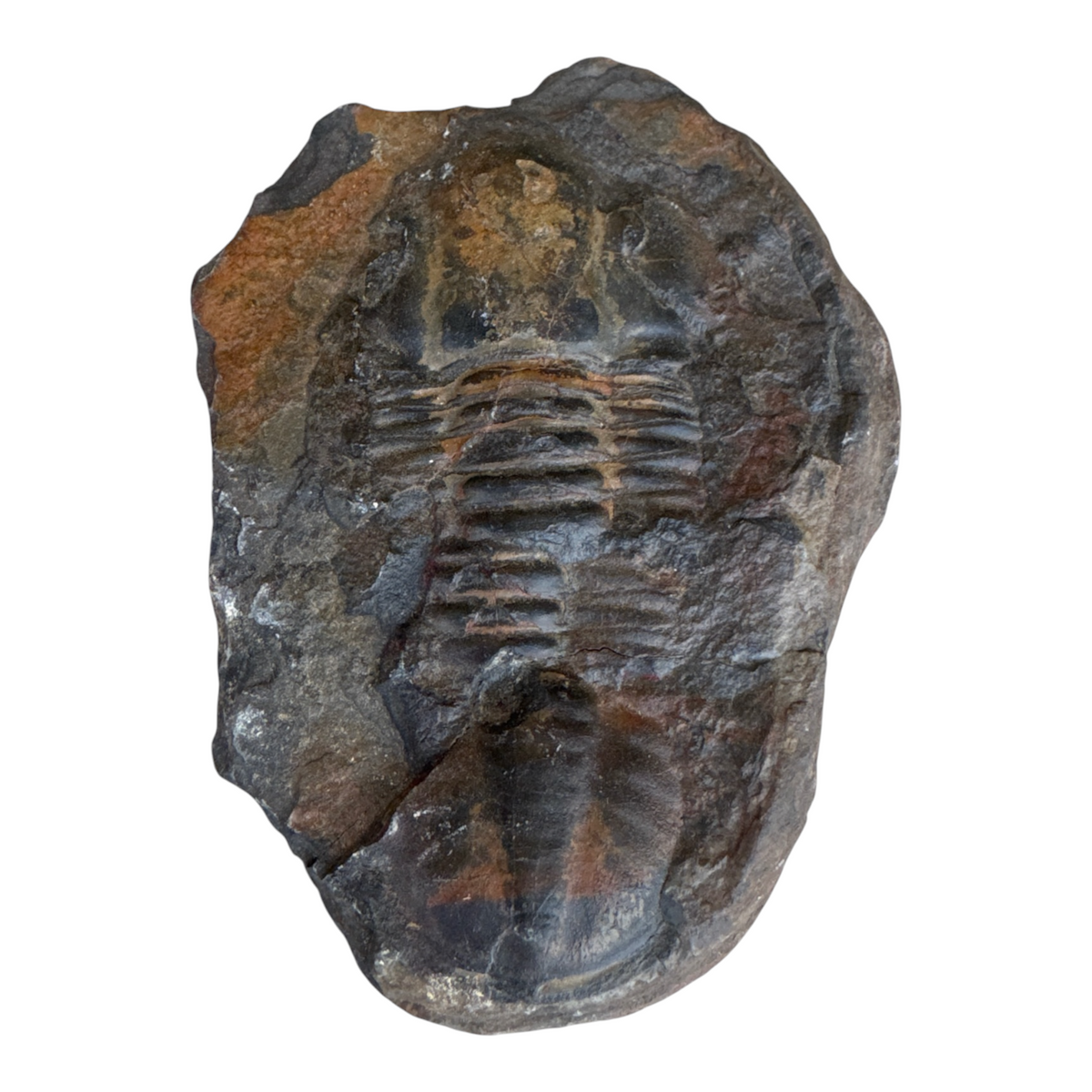 Hoekospis yahuari Trilobite