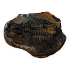 Hoekospis yahuari Trilobite