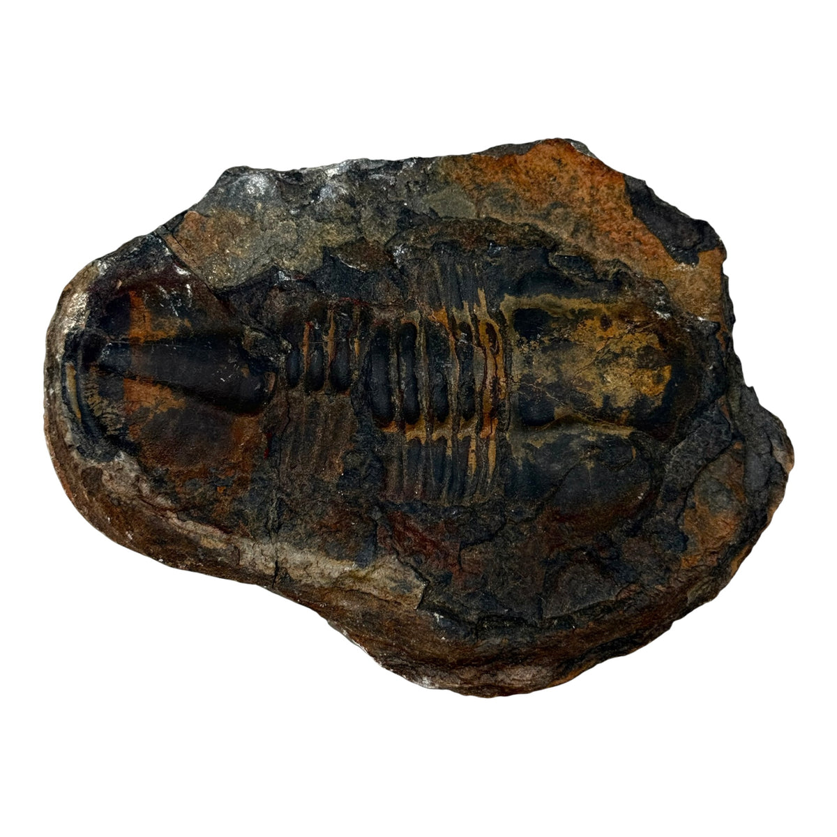 Hoekospis yahuari Trilobite