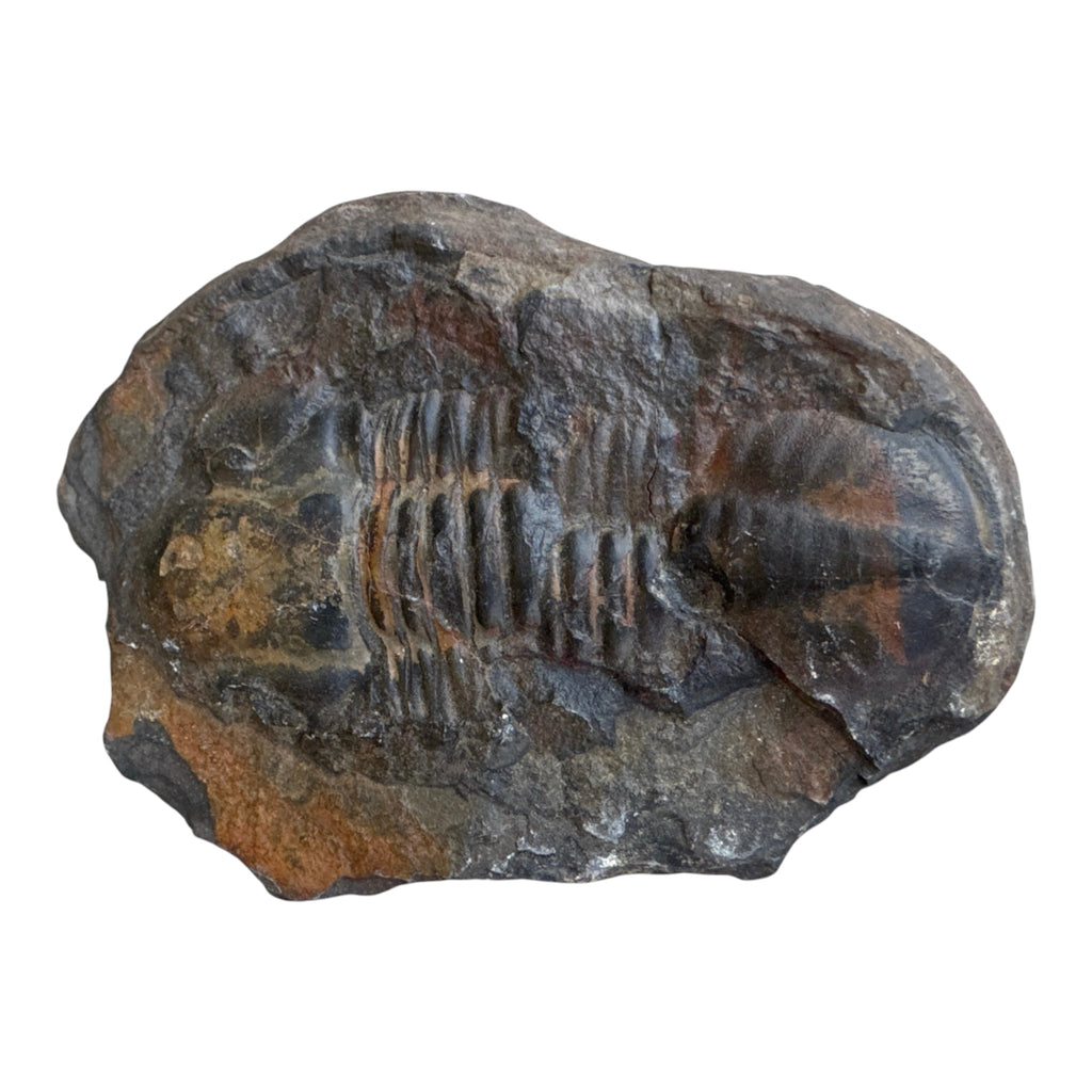 Hoekospis yahuari Trilobite