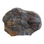 Hoekospis yahuari Trilobite