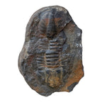 Hoekospis yahuari Trilobite