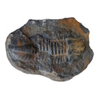 Hoekospis yahuari Trilobite