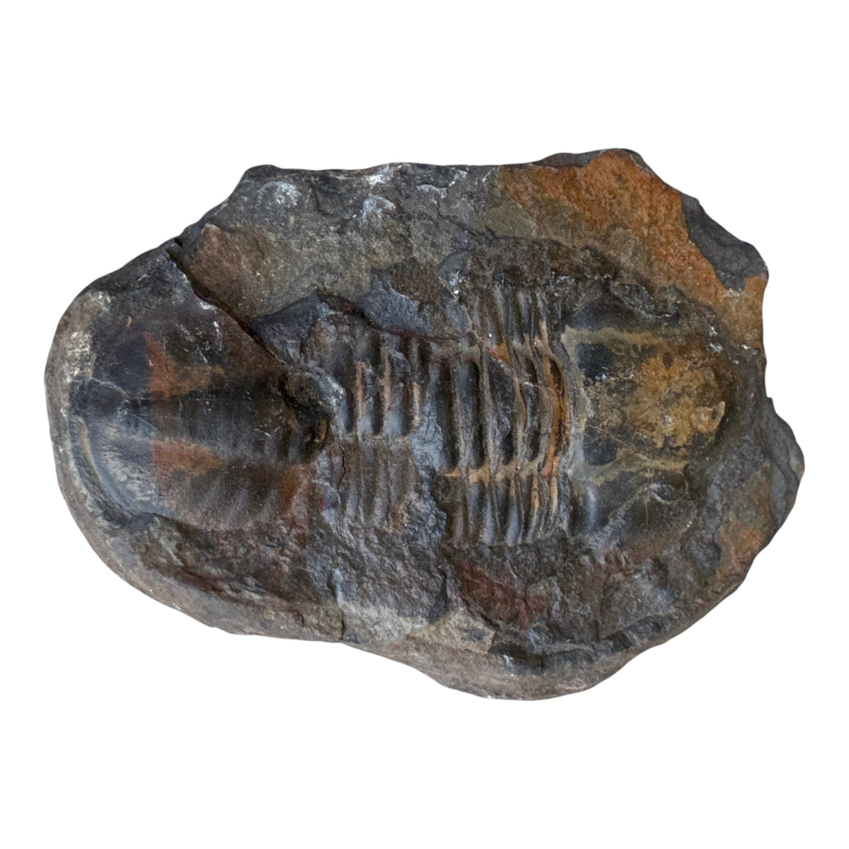 Hoekospis yahuari Trilobite