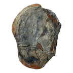 Hoekospis yahuari Trilobite