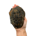 Hoekospis yahuari Trilobite