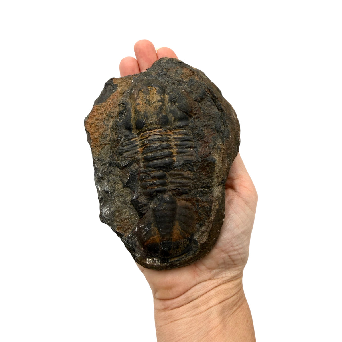 Hoekospis yahuari Trilobite