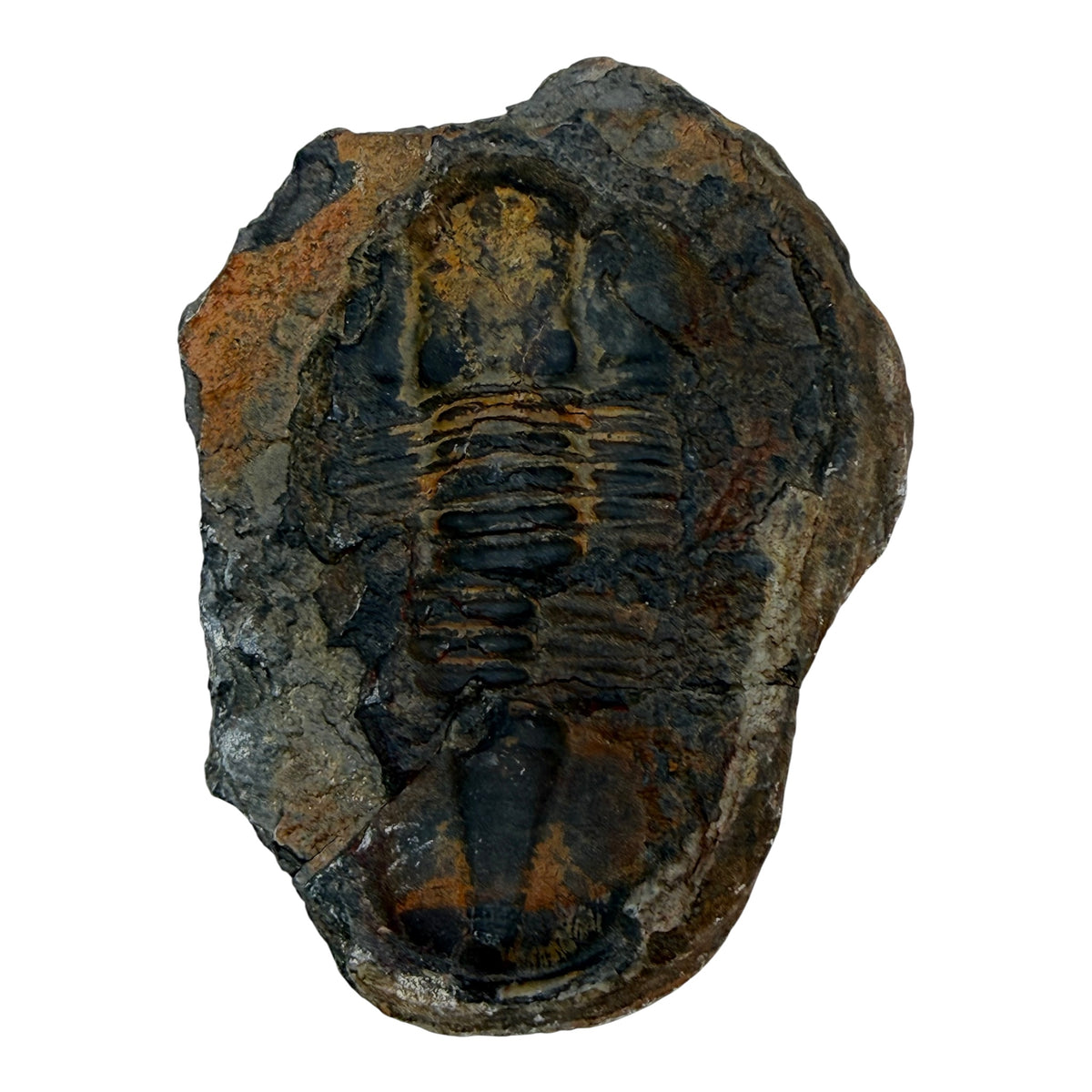 Hoekospis yahuari Trilobite