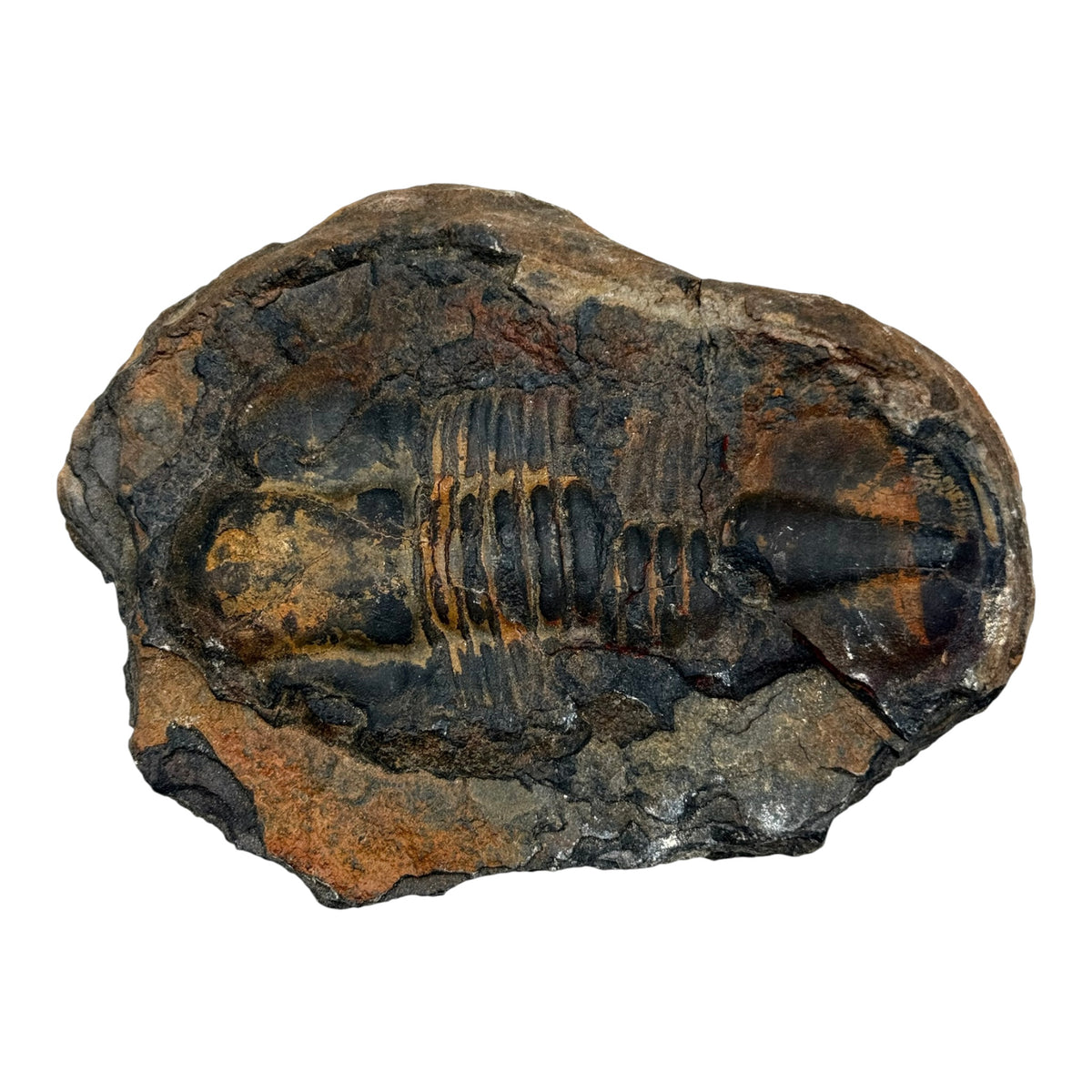 Hoekospis yahuari Trilobite