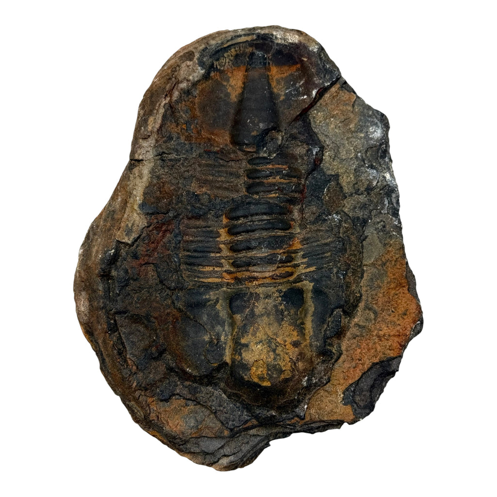 Hoekospis yahuari Trilobite