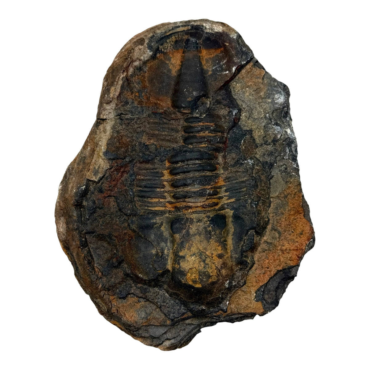 Hoekospis yahuari Trilobite