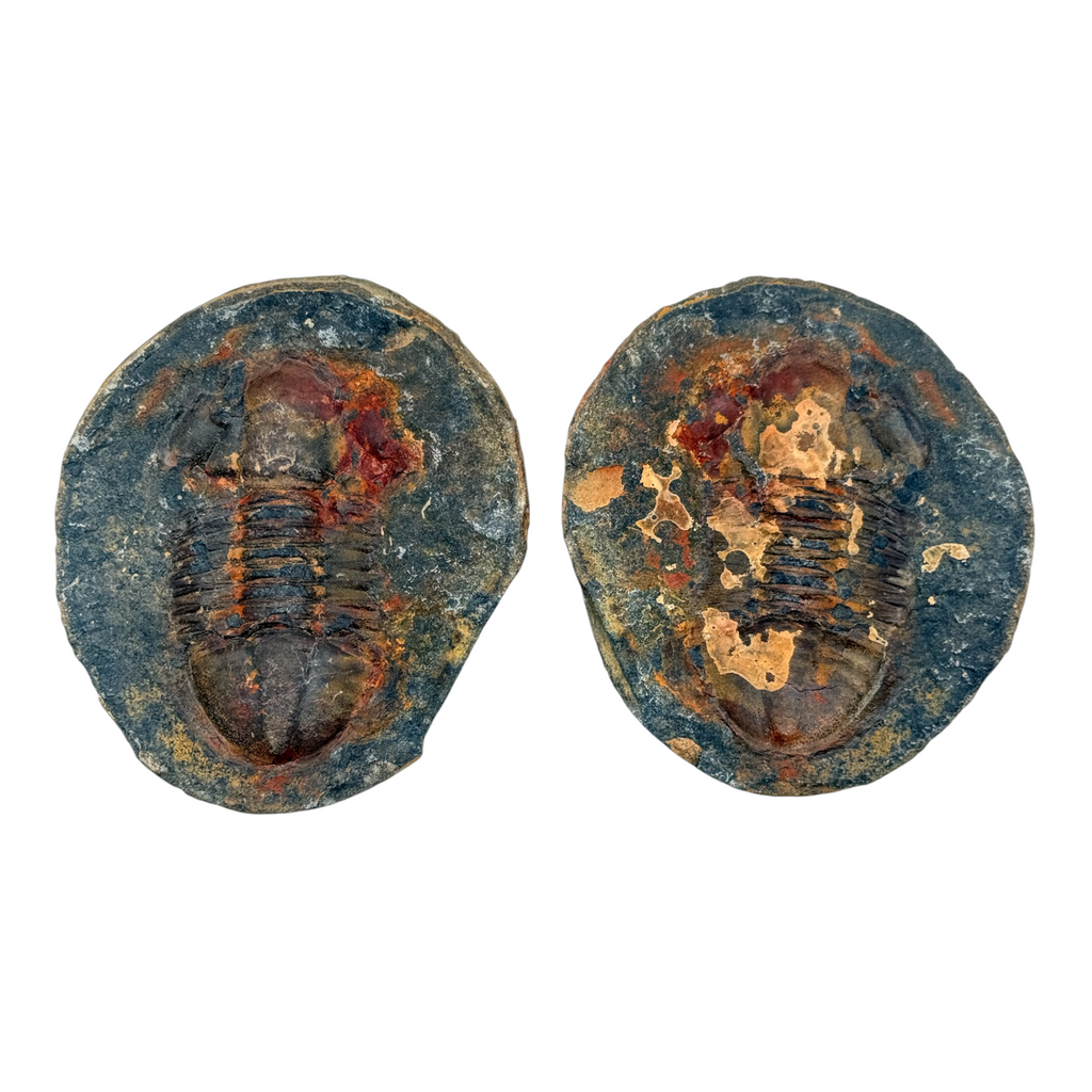 Hoekospis yahuari Trilobite Pair