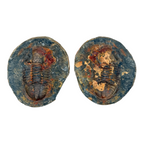 Hoekospis yahuari Trilobite Pair