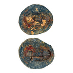 Hoekospis yahuari Trilobite Pair