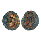 Hoekospis yahuari Trilobite Pair