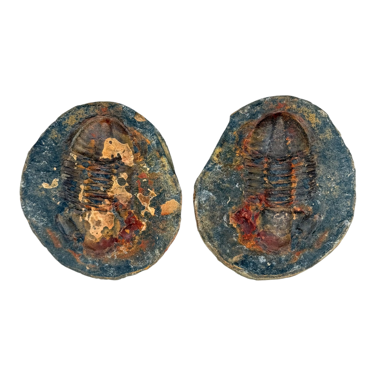 Hoekospis yahuari Trilobite Pair