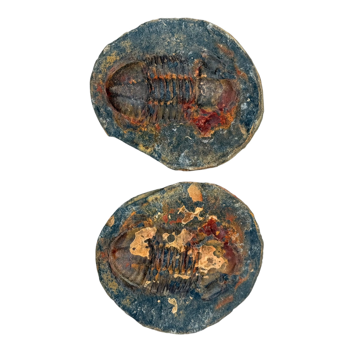 Hoekospis yahuari Trilobite Pair