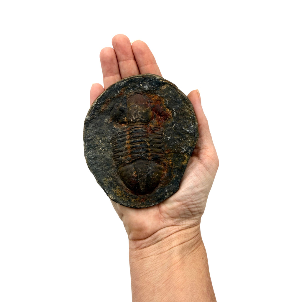Hoekospis yahuari Trilobite Pair