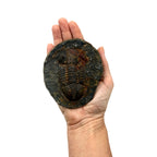 Hoekospis yahuari Trilobite Pair