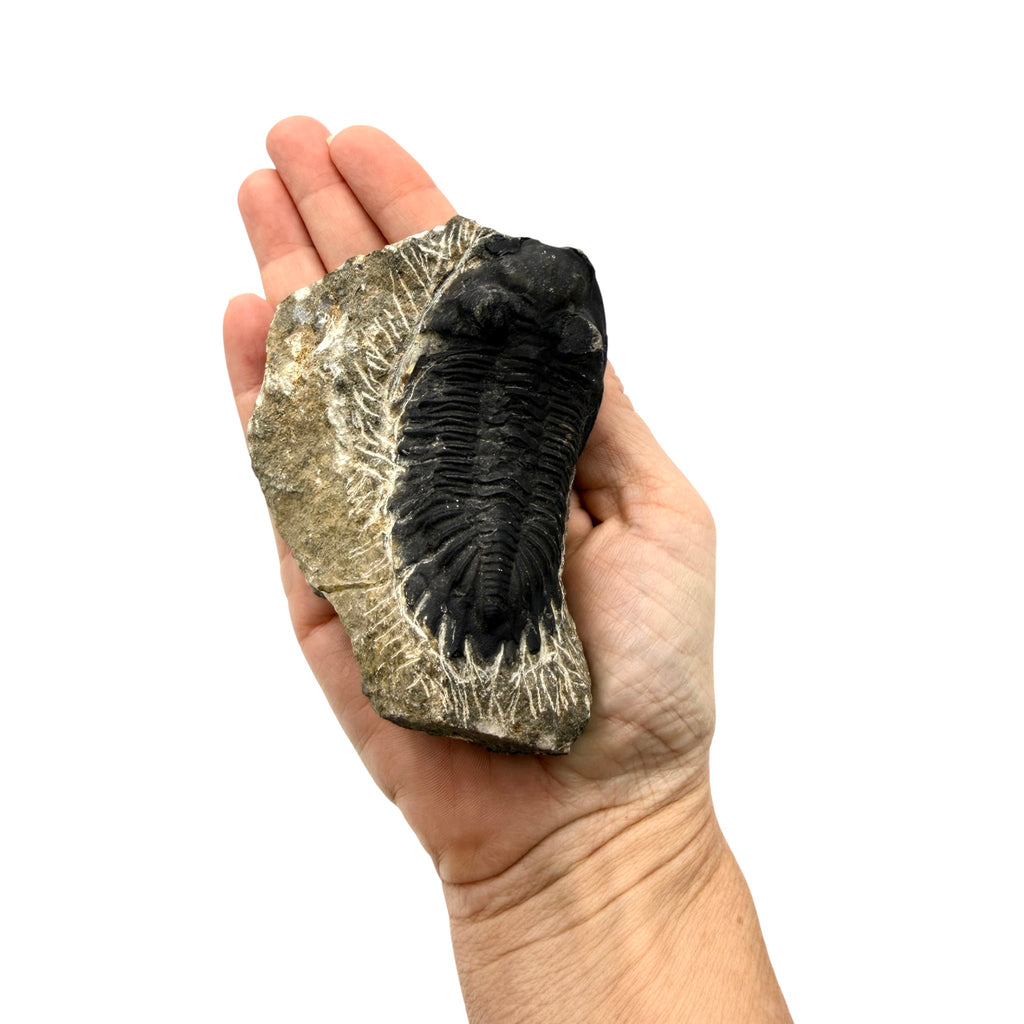 Hollardops Trilobite