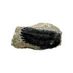Hollardops Trilobite