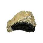 Hollardops Trilobite