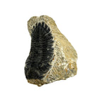 Hollardops Trilobite