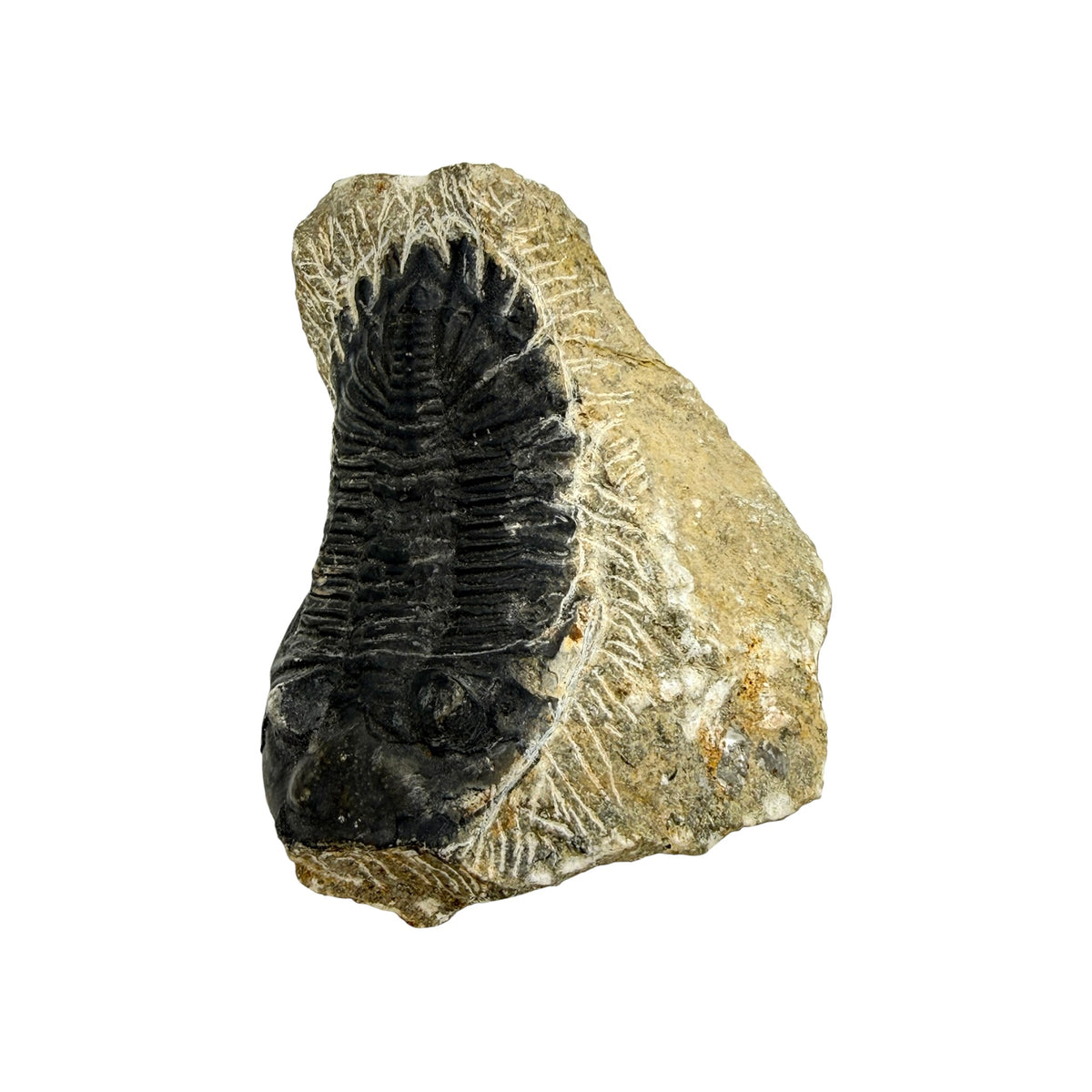 Hollardops Trilobite