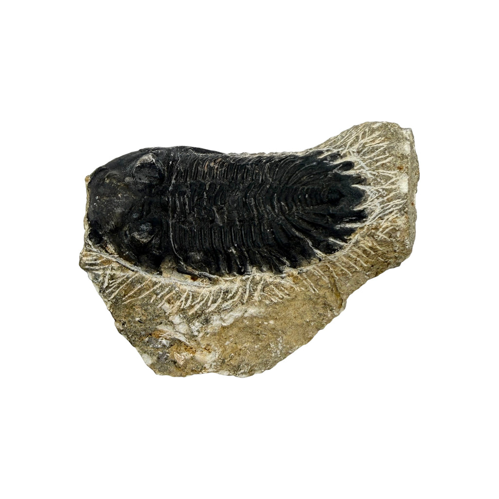 Hollardops Trilobite