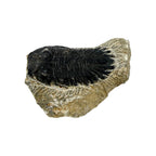 Hollardops Trilobite