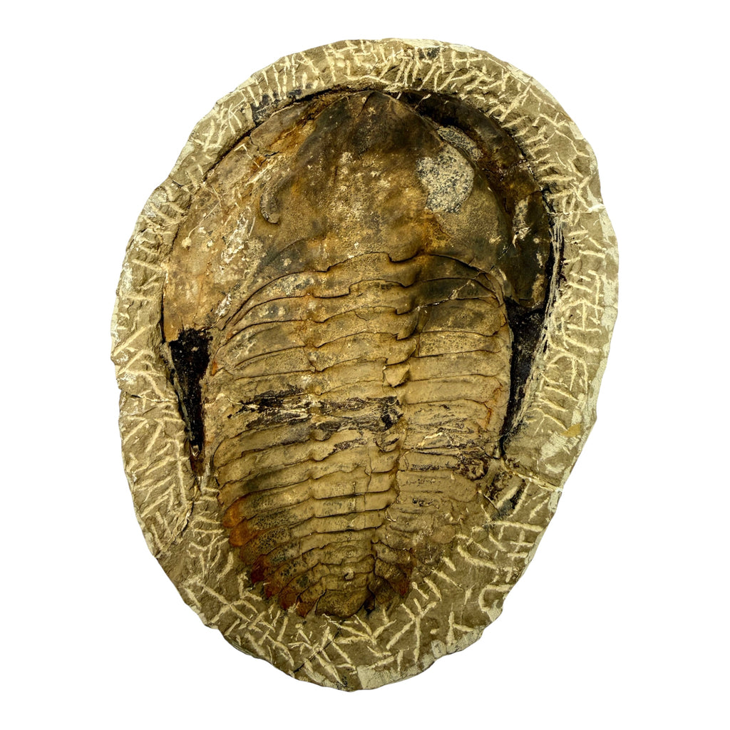 Holmia Trilobite