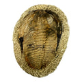 Holmia Trilobite