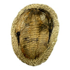 Holmia Trilobite
