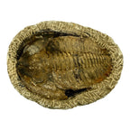 Holmia Trilobite