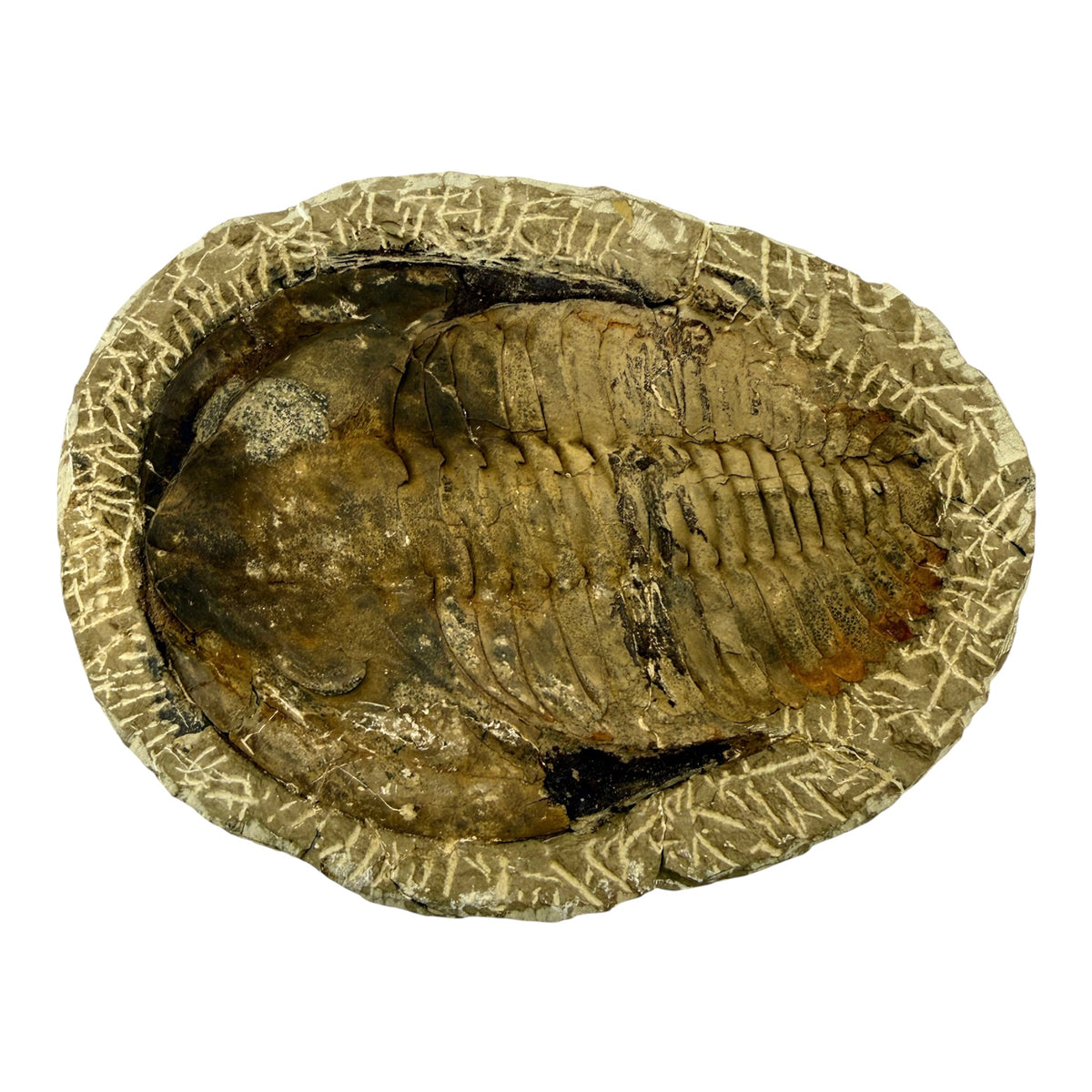 Holmia Trilobite