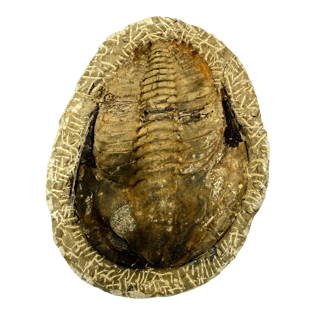 Holmia Trilobite