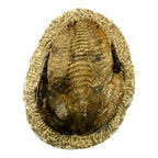 Holmia Trilobite